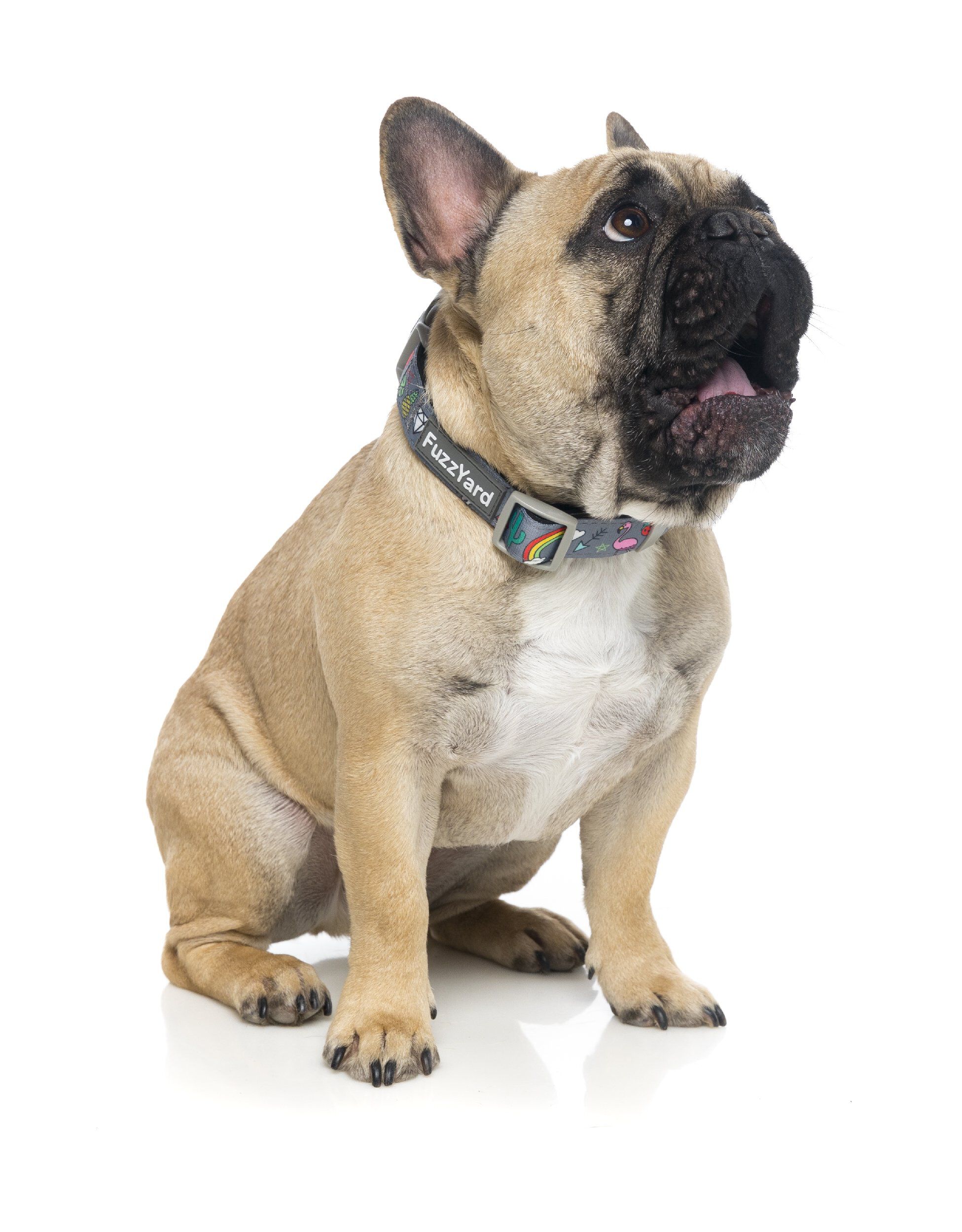 FuzzYard - Collier Coachella pour Chien - L Image num&eacute;ro 4