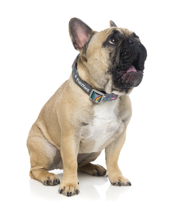 FuzzYard - Collier Coachella pour Chien - L Image numéro 4 FuzzYard - Collier Coachella pour Chien - L Image numéro 4