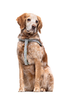 Gotoo - Harnais Feuilles Vert pour Chien