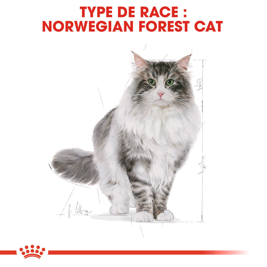 Royal Canin - Croquettes Norwegian Adult pour Chat - 2Kg Image num&eacute;ro 2
