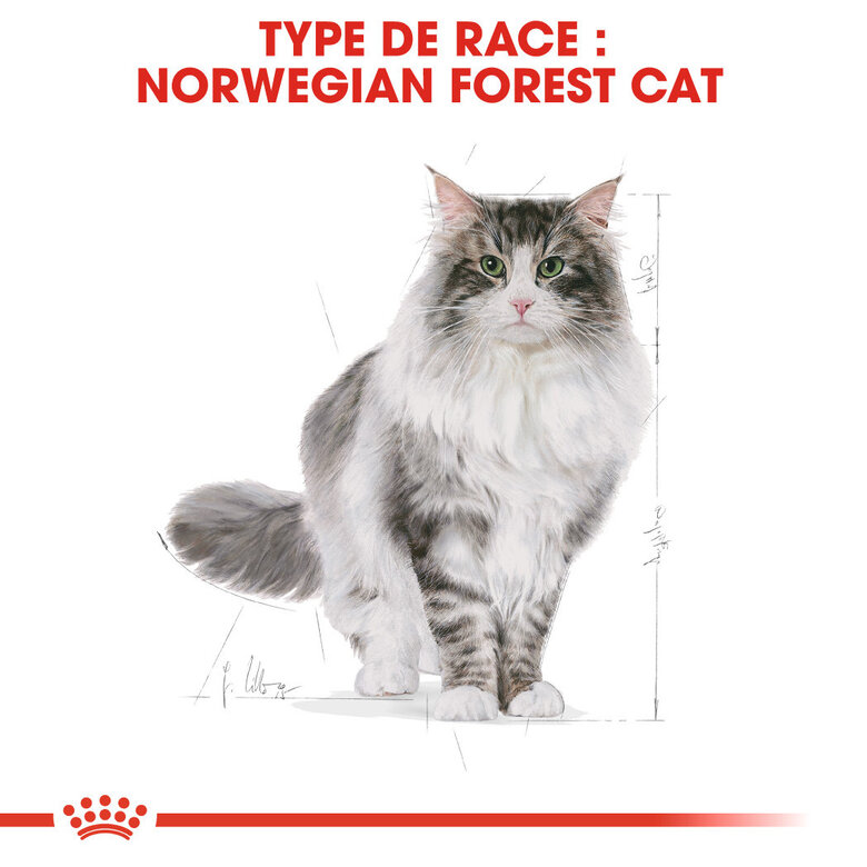 Royal Canin - Croquettes Norwegian Adult pour Chat - 2Kg Image numéro 2 Royal Canin - Croquettes Norwegian Adult pour Chat - 2Kg Image numéro 2