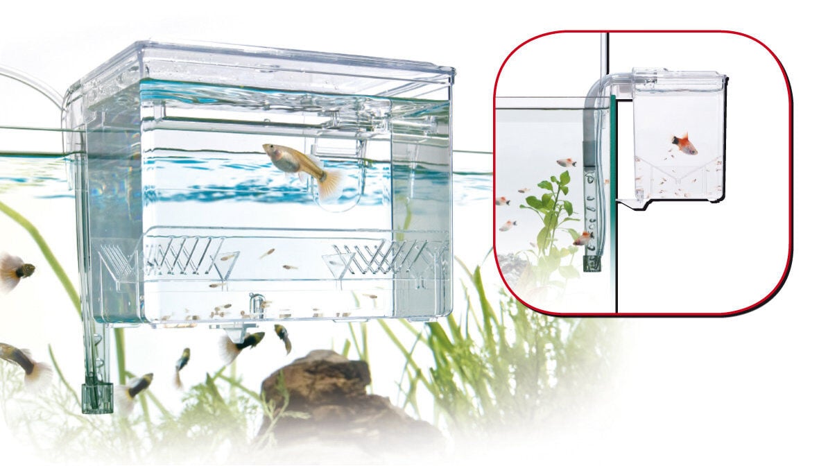 Amtra - Boite D'&eacute;l&eacute;vage Externe Hang On Image num&eacute;ro 1