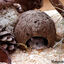 Eublepharis - Cachette Kabuto pour Reptiles - 12cm Indicateur image numéro 5