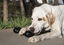 KONG - Jouet Goodie Bone pour Chien - M Indicateur image numéro 4
