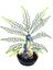 Labeo - Plante de Décoration avec Hippocampe Coloré pour Aquarium Indicateur image numéro 2