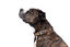 Gotoo - Collier Leopard pour Chien - XS Indicateur image numéro 5