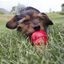 KONG - Friandises Pâte Easy Treat au Fromage pour Chiens - 226g Indicateur image numéro 3