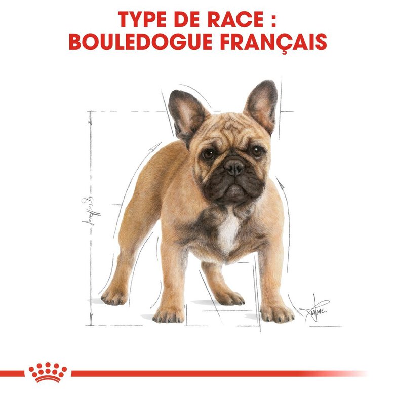 Royal Canin - Croquettes Bouledogue Français pour Chien Adulte - 3Kg Image numéro 3 Royal Canin - Croquettes Bouledogue Français pour Chien Adulte - 3Kg Image numéro 3