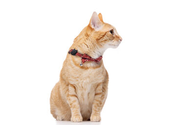 Gotoo - Collier pour Chats 1x21-30cm