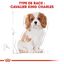 Royal Canin - Croquettes Cavalier King Charles Junior pour Chiot - 1,5Kg Indicateur image numéro 6