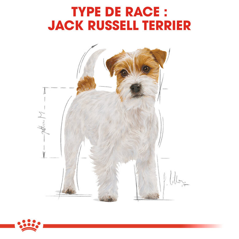 Royal Canin - Croquettes Jack Russell Adult pour Chiens - 1,5Kg image number null