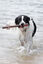 Doog - Jouet Bâton The Sticks Uncle Chuck pour Chiens - 38cm Indicateur image numéro 2