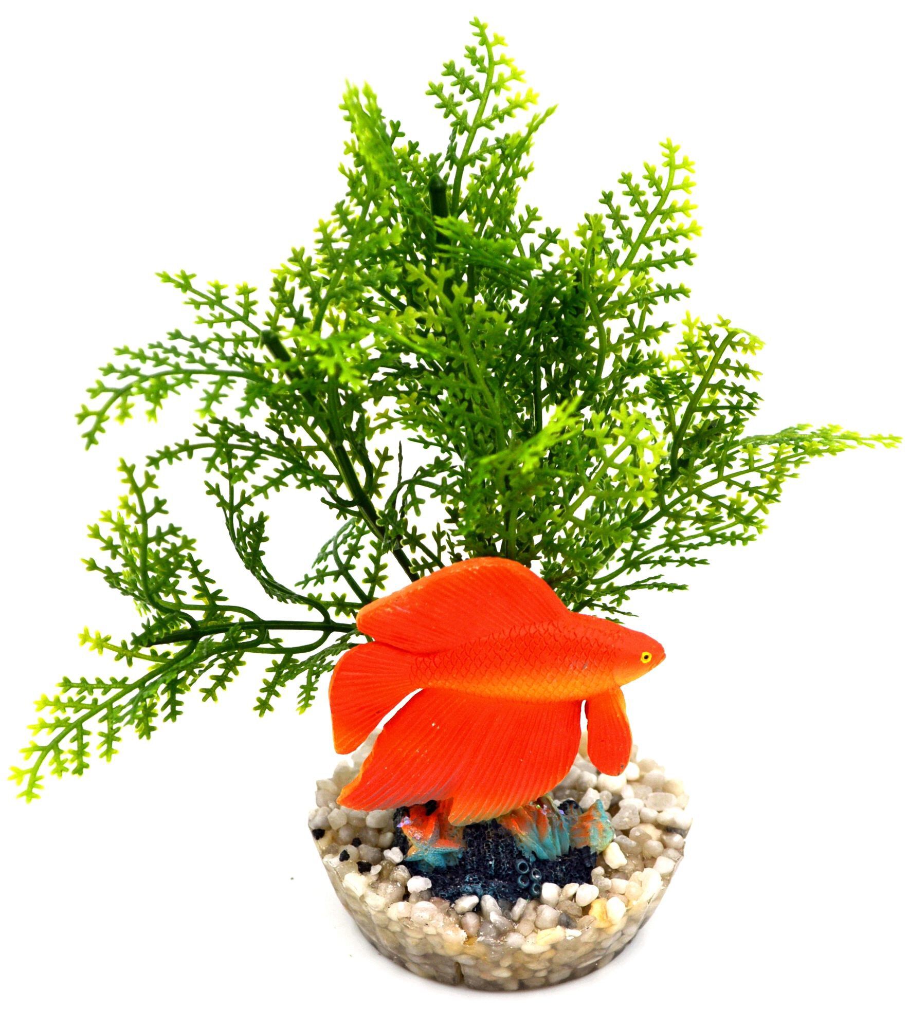 Labeo - Plante de D&eacute;coration Poisson d'eau Douce pour Aquarium Image num&eacute;ro 1