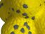 Tootoy! - Balle Flottante Jaune Indicateur image numéro 2