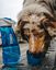 Kurgo - Gourde 2 en 1 Bol Intégré pour Chien - Bleu Indicateur image numéro 3