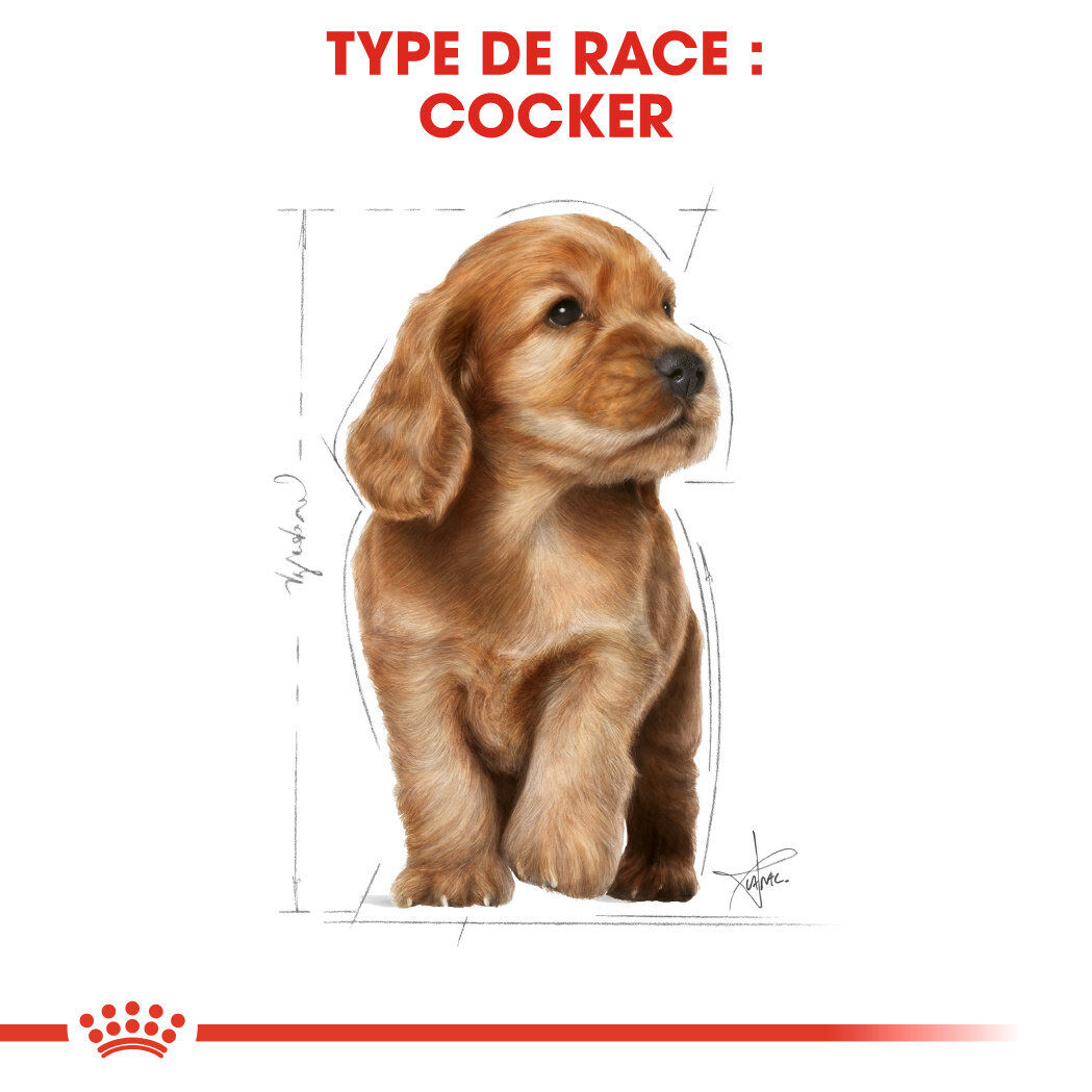Royal Canin - Croquettes PUPPY COCKER pour Chiots - 3KG Image num&eacute;ro 5