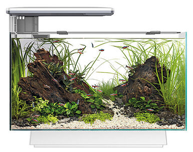 Superfish - Aquarium Quadro 40 Multi Colour - Blanc