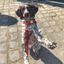 Pop Dog - Collier Diablotin Rouge pour Chien - S Indicateur image numéro 3