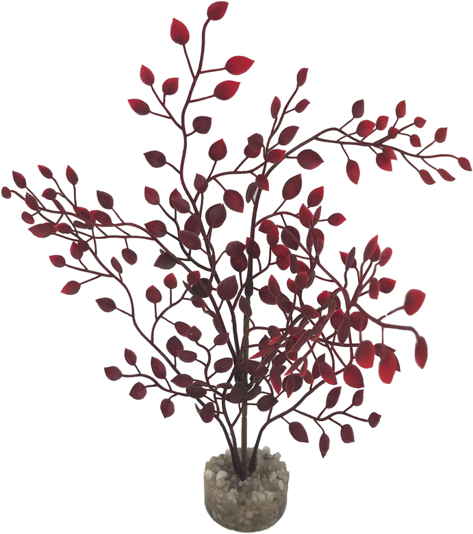 Labeo - Plante Décorative Herbe Fine pour Aquarium Image numéro 1 Labeo - Plante Décorative Herbe Fine pour Aquarium Image numéro 1