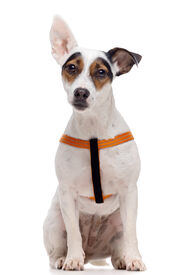 Gotoo - Harnais Essentials en Nylon Premium Orange pour Chien