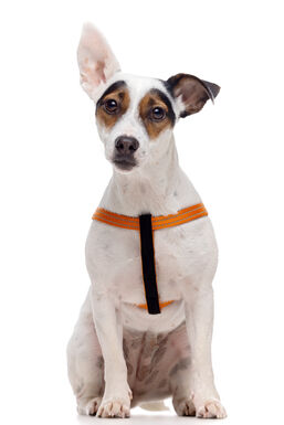 Gotoo - Harnais Essentials en Nylon Premium Orange pour Chien