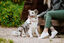 Tickless - Médaillon Ecopet Antiparasitaire Ultrason pour Chiens et Chats - 3,8cm Indicateur image numéro 5