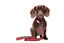 Gotoo - Collier en Paisley Rouge pour chien - XS Indicateur image numéro 4