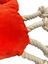 Tootoy! - Peluche Corde Crabe - M Indicateur image numéro 2