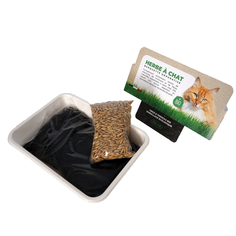 Herbe à chat Barquette 300gr BIO Image numéro 2 Herbe à chat Barquette 300gr BIO Image numéro 2