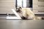 Sure PetCare - Distributeur SureFeed à puce Électronique Connect pour Chat Indicateur image numéro 4