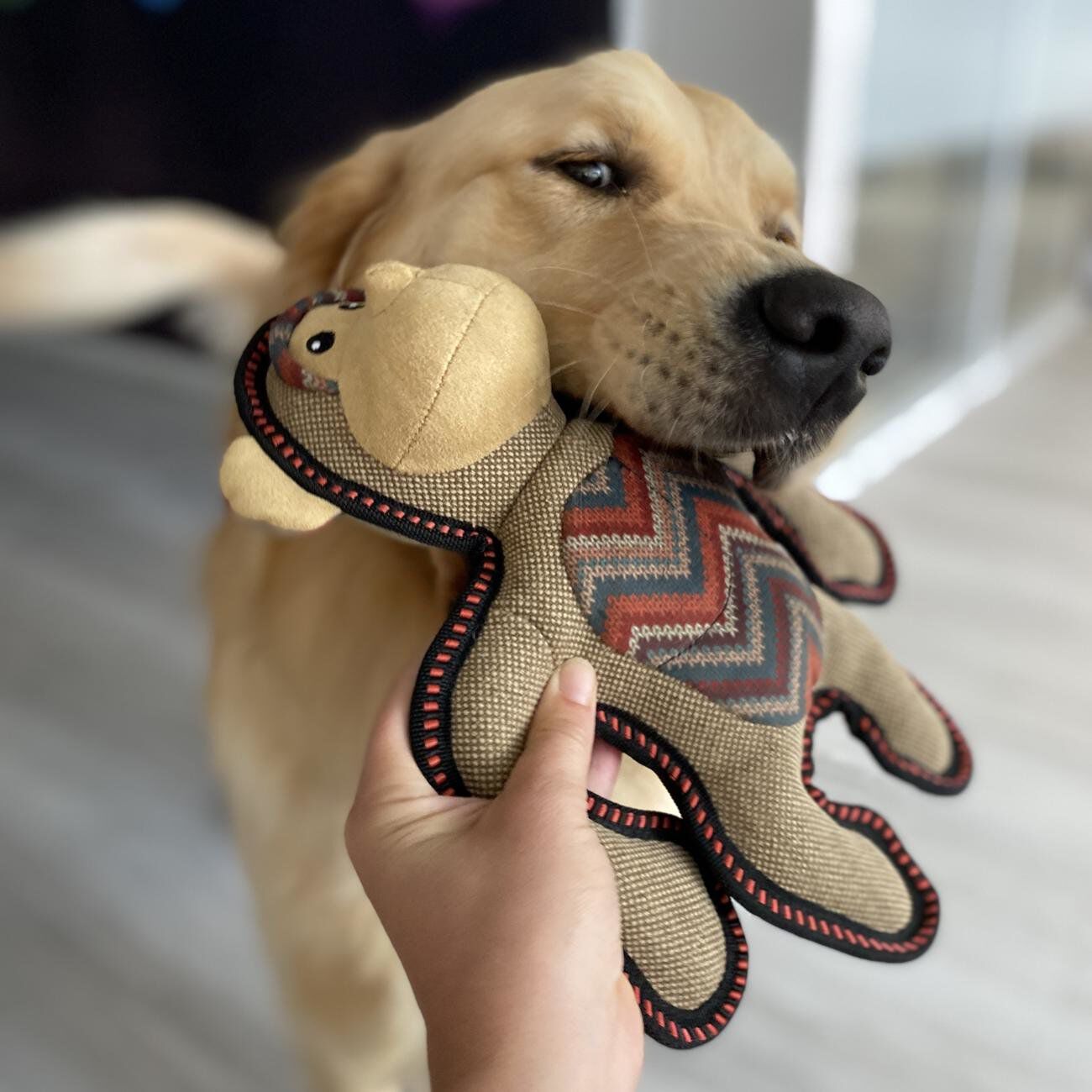 Duvoplus - Jouet Canvas Gorille Brun pour Chiens - 29x24x9cm Image num&eacute;ro 3