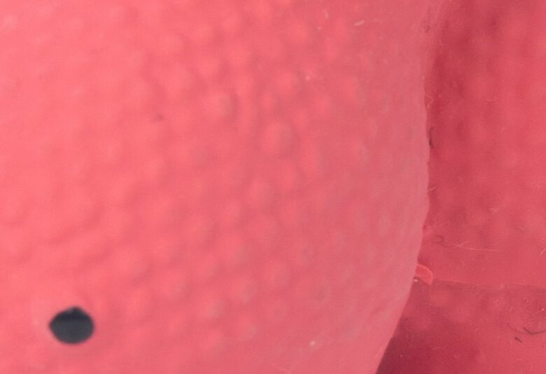 Tootoy! - Mini Hippopotame Chiot Image numéro 2 Tootoy! - Mini Hippopotame Chiot Image numéro 2