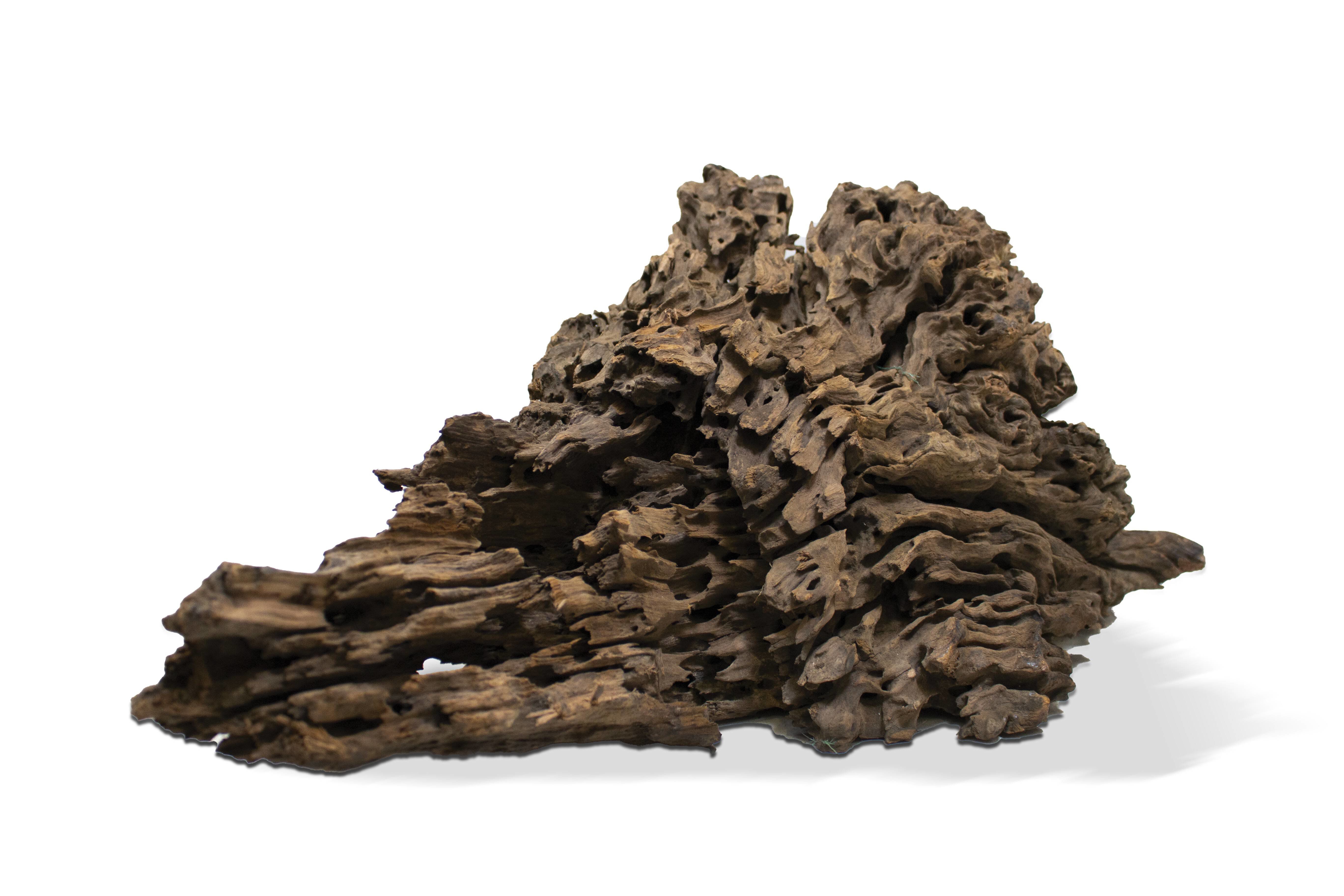 Aquavie - Racine Poonkanatur 20/40cm - S Image num&eacute;ro 1