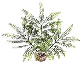 Labeo - Plante de Décoration Herbe Verte pour Aquarium
