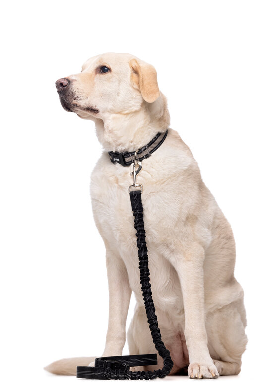 Gotoo - Laisse Essentials Double Noir pour Chien Image numéro 5 Gotoo - Laisse Essentials Double Noir pour Chien Image numéro 5