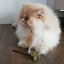 Croci - Jouet Baguette Catnip Euphoria Etoile - 12cm Indicateur image numéro 5