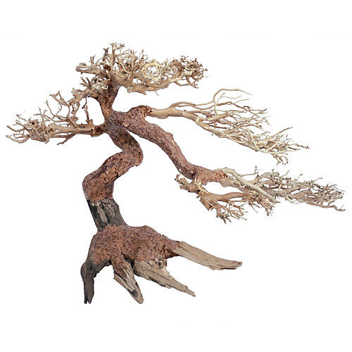 Amtra -  Racine Naturelle Oriental Wind 5 - S Image num&eacute;ro 1