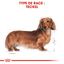 Royal Canin - Croquettes Teckel Adult - 7,5Kg Indicateur image numéro 5