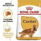 Royal Canin - Croquettes Cocker pour Chien Adulte image number null