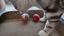 Cheerble - Balle Pelote Interactive Cheerble M1 pour Chats Indicateur image numéro 7