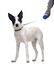 Gotoo - Laisse Enrouleur Bleu pour Chien - S Indicateur image numéro 2
