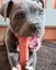 Nylabone - Jouet à Mâcher Extreme Bone Bacon - S Indicateur image numéro 5