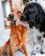Benebone - Jouet Puppy Pack Maplestick-Zaggler Bacon Indicateur image numéro 5