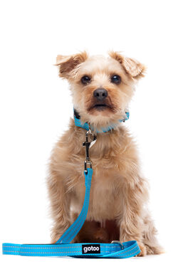 Gotoo - Collier Essentials en Nylon Premium Bleu pour Chien