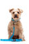 Gotoo - Collier Essentials en Nylon Premium Bleu pour Chien - XS Indicateur image numéro 1