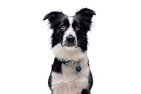 Gotoo - Charms Princesse Bleu pour Chien