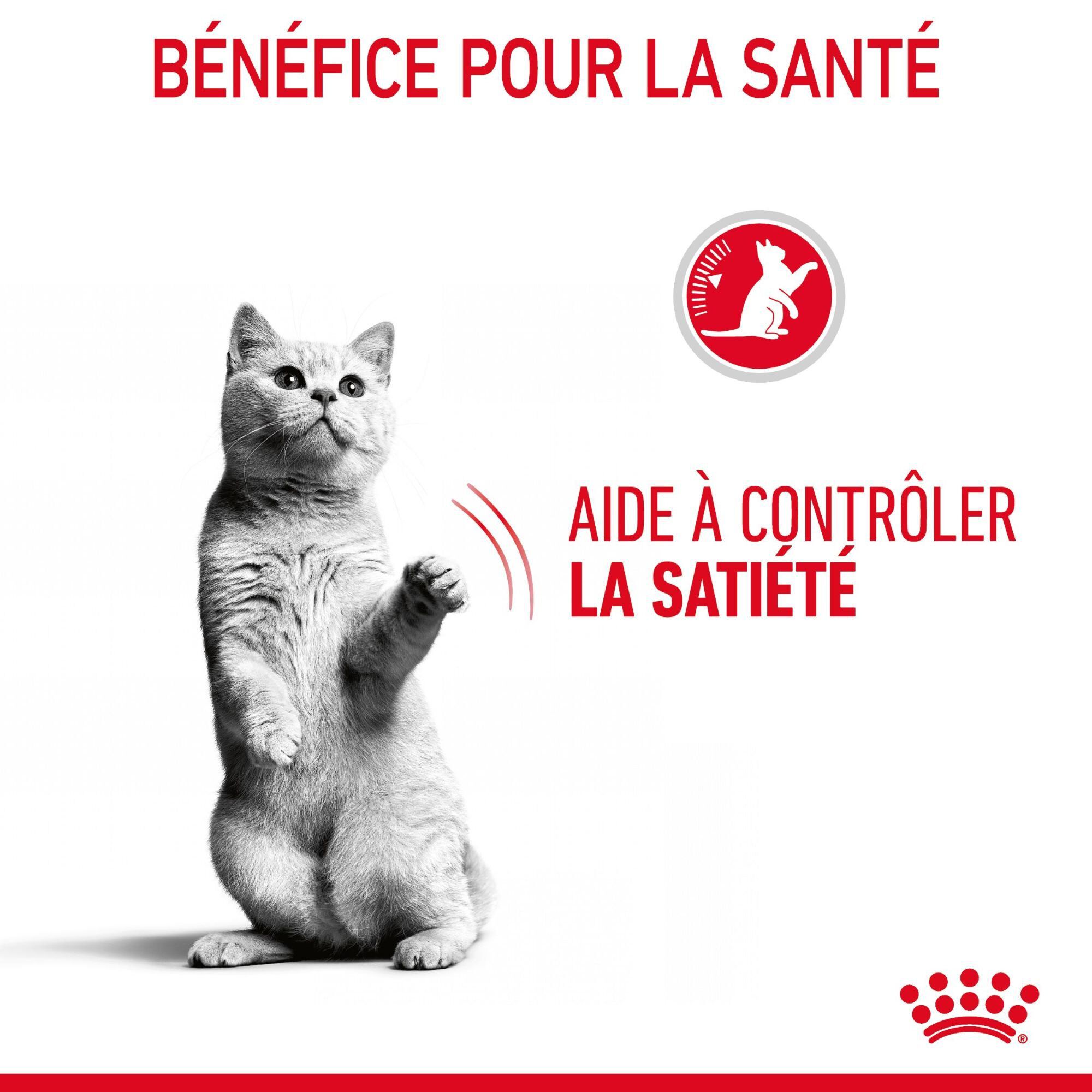 Royal Canin - Sachets Appetite Control Care en Gel&eacute;e pour Chat - 12x85g Image num&eacute;ro 4