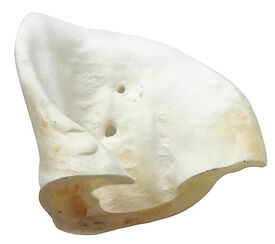 Wouapy - Friandises Oreilles de Porc Soufflées pour Chien
