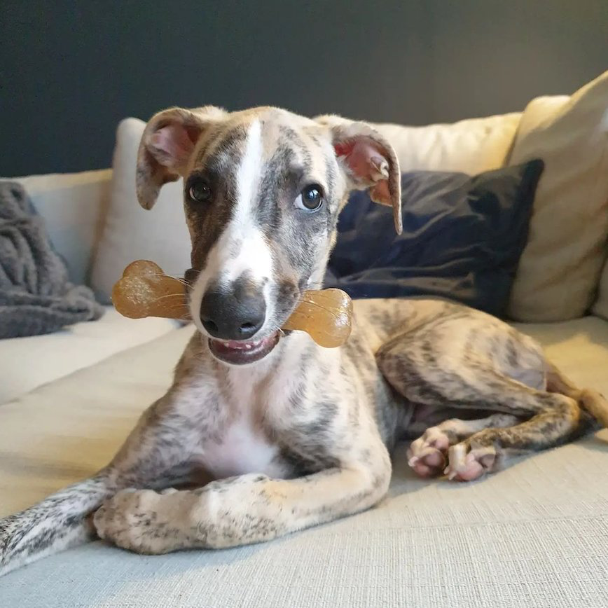 Nylabone - Jouet &agrave; M&acirc;cher Puppy Starter Kit pour Chiots - S Image num&eacute;ro 5