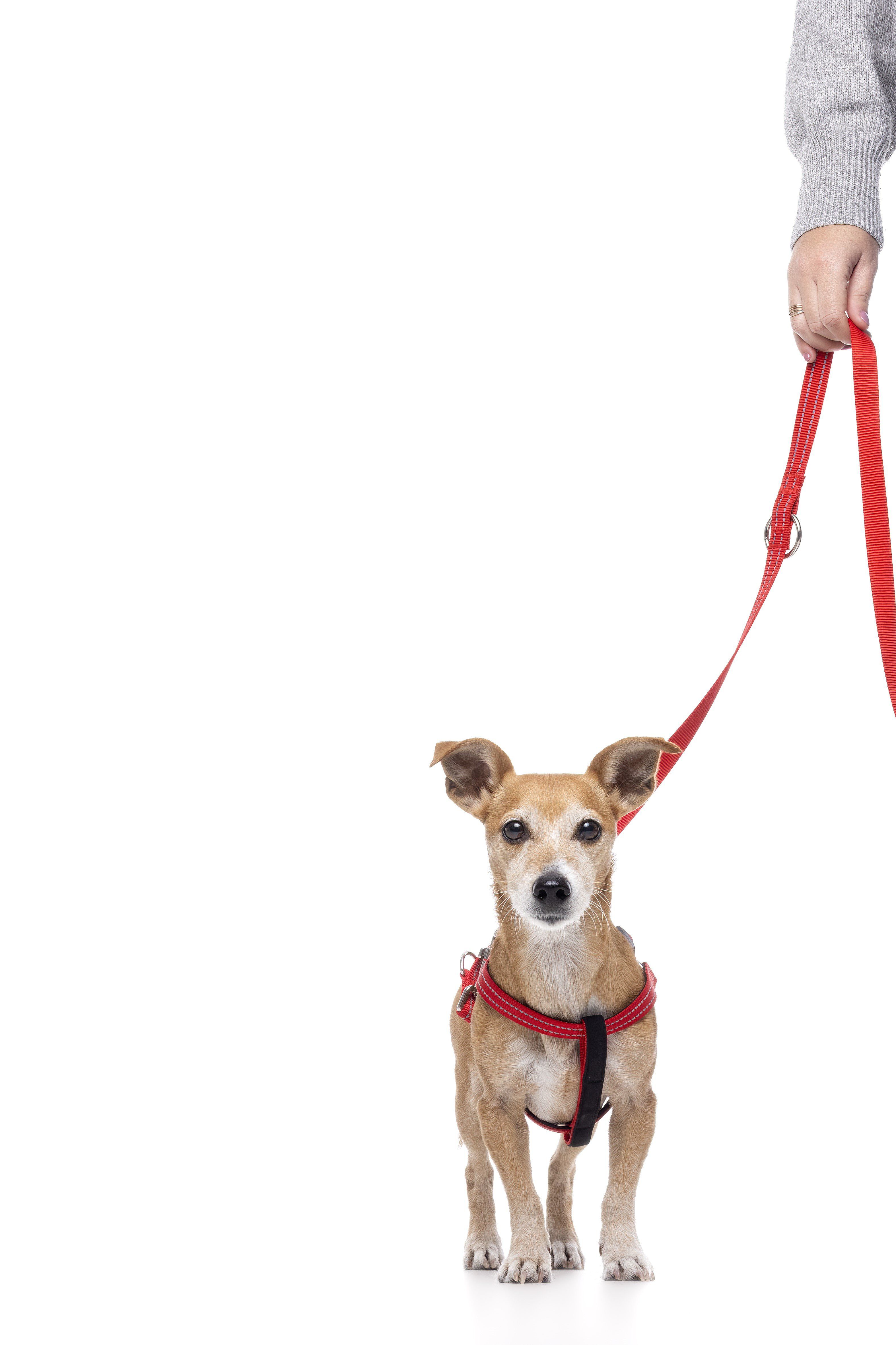 Gotoo - Laisse Essentials en Nylon Premium Rouge pour Chien Image num&eacute;ro 4